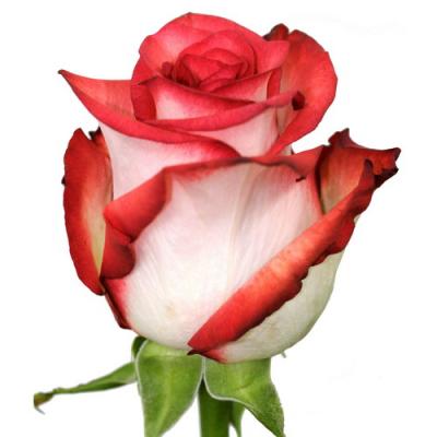 Троянда Блаж 60 см. Кенія (шт, біло-червоний)