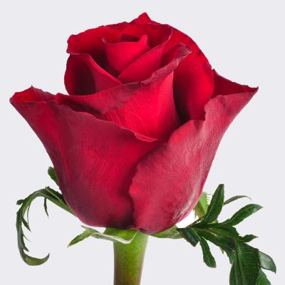 Троянда Евер ред 90 см. Кенія (шт, червоний)