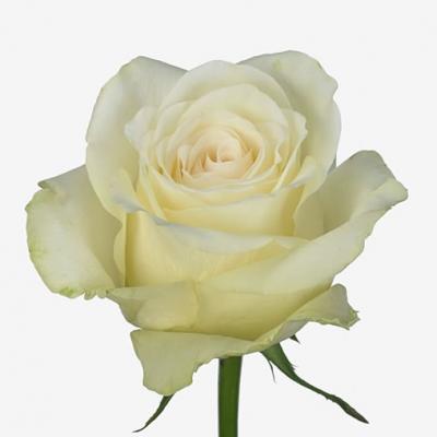 Троянда Пегассо 60 см. Кенія (шт, білий)