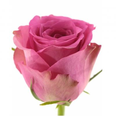 Троянда Поп стар 60 см. Кенія (шт, рожевий)