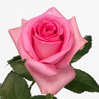 Троянда Ревіваль 60 см. Кенія (шт, рожевий)
