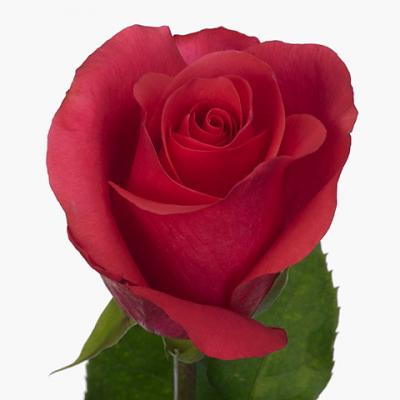 Троянда Церіз шоутайм 50 см. Кенія (шт, малиновий)