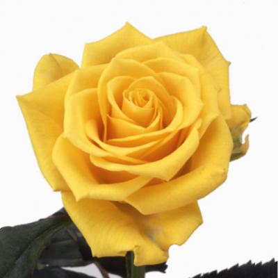Троянда Сонріса 50 см. Кенія (шт, жовтий)