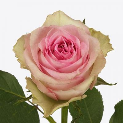 Троянда Бріджіт Бардо 70 см. Кенія (шт, рожево-зелений)