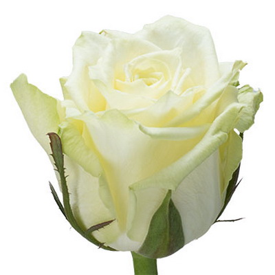 Троянда Вайт наомі 50 см. Асканія (шт, білий)