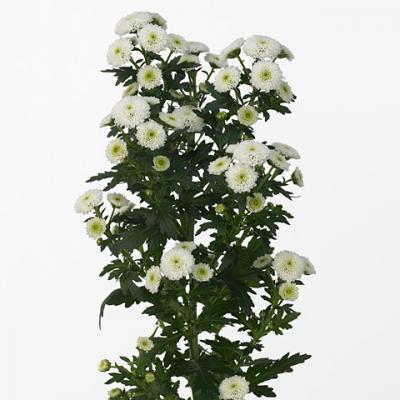 Хризантема кущова сантіні біла (Голландія) Chr San Cal Snow