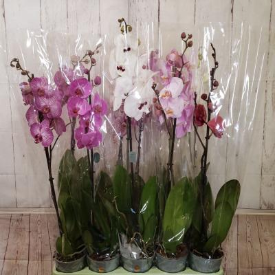 Орхідея фаленопсис 1 ст 12/60-65 мікс