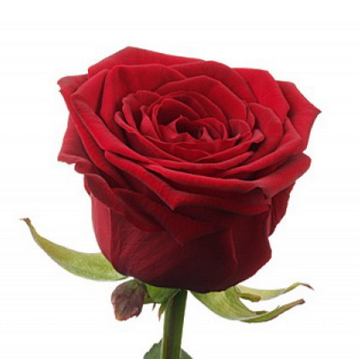 Троянда Престиж 50 см. Кенія (шт, червоний)