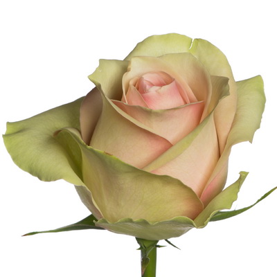 Троянда Лабель 40 см. Кенія (шт, кремовий)