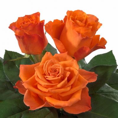 Троянда Моренге 60 см. Кенія (шт, помаранчевий)