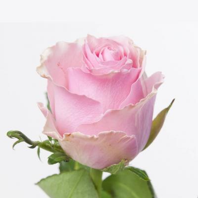 Троянда Целеб 60 см. Кенія (шт, рожевий)