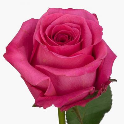 Троянда Коттон кенді 40 см. Кенія (шт, малиновий)