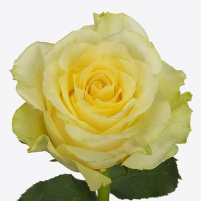 Троянда Міньєн 70 см. Кенія (шт, жовтий)