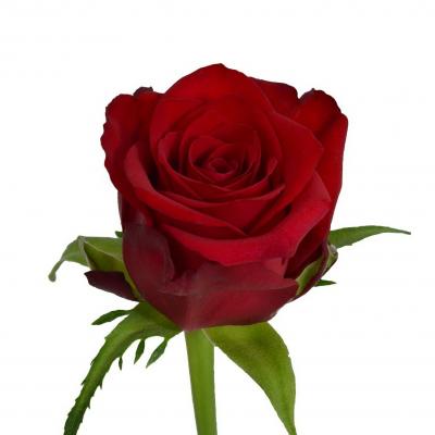 Троянда Мендоза 70 см. Кенія (шт, червоний)