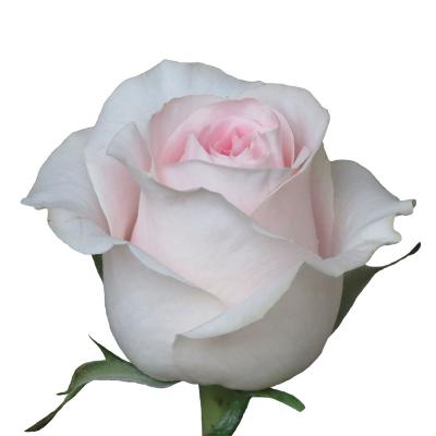 Троянда Світ ревіваль 70 см. Кенія (шт, рожевий)