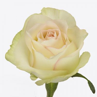 Троянда Світ Джаміля 50 см. Кенія (шт, білий)