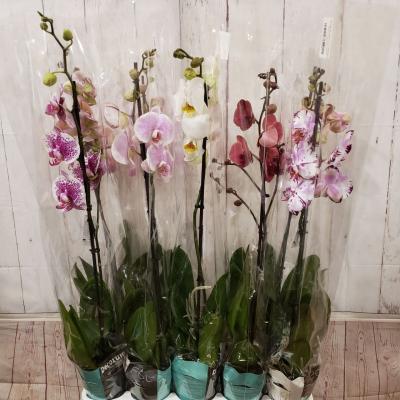 Орхідея фаленопсис 1 ст 12/75 мікс 9+ decorum