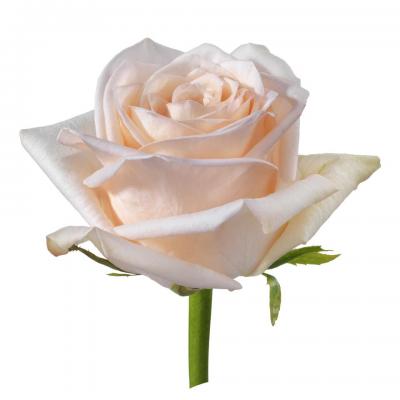 Троянда Кімберлі 60 см. Асканія (шт, кремовий)