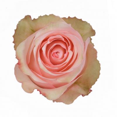 Троянда Романс 50 см. Кенія Subati (шт, персиковий)