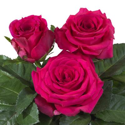 Троянда Гуд вайбс 70 см. Кенія Subati (шт, малиновий)