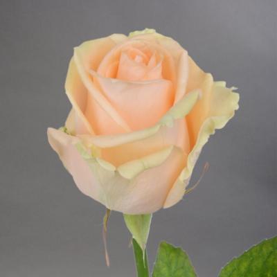Троянда Піч аваланж 60 см. Камелія (шт, кремовий)