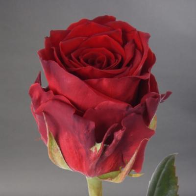 Троянда Марічка 80 см. Камелія (шт, червоний)