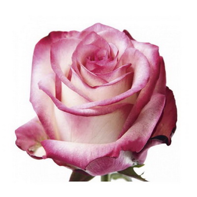 Троянда Палома 50 см. Кенія (шт, біло-бузковий)