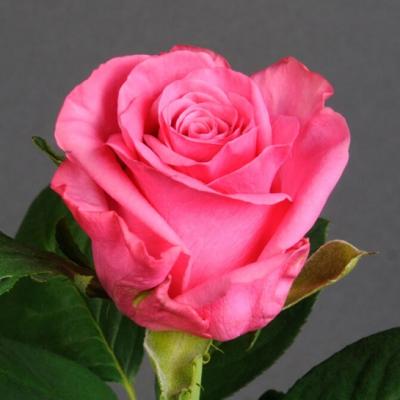 Троянда Кейт 90 см. Камелія (шт, малиновий)