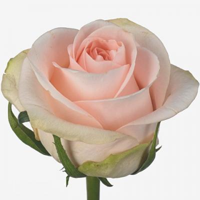 Троянда Пінк веддінг 60 см. Кенія (шт, кремовий)