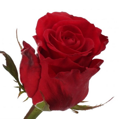 Троянда Мерімі 70 см. Асканія (шт, червоний)