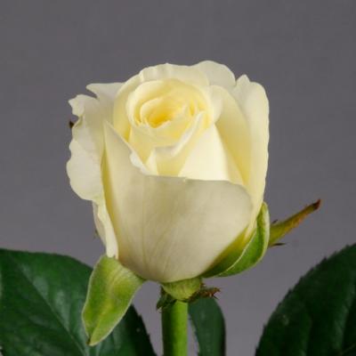 Троянда Івана 70 см. Камелія (шт, білий)