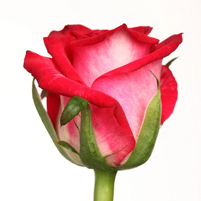 Троянда Олл стар 60 см. Флора Вест (шт, червоно-білий)