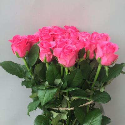 Троянда Каренза 70 см. Флора Вест (шт, малиновий)