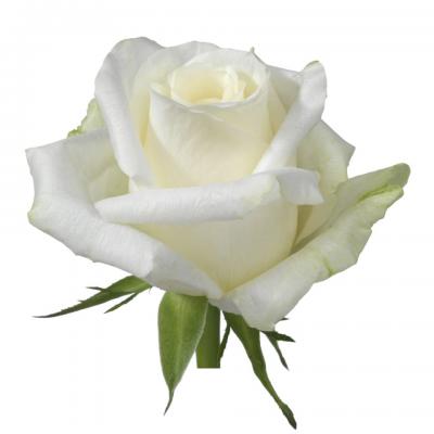 Троянда Кантдаун 60 см. Кенія (шт, білий)