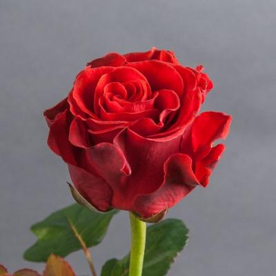 Троянда Эль торо 80 см. Камелія (шт, червоний)