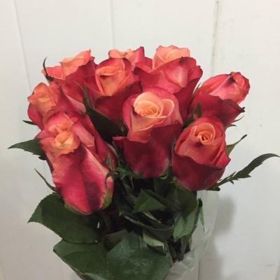 Троянда Хелен 70 см. Кенія (шт, червоно-кремовий)
