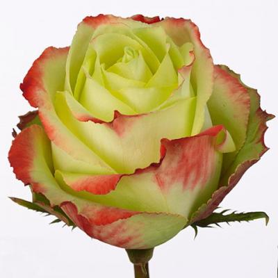 Троянда Зазу 60 см. Кенія (шт, зелено-червоний)