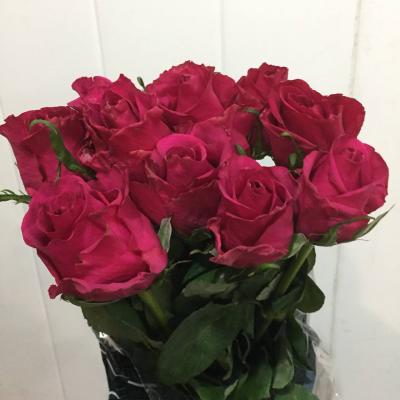 Троянда Евер пінк 50 см. Кенія (шт, малиновий)
