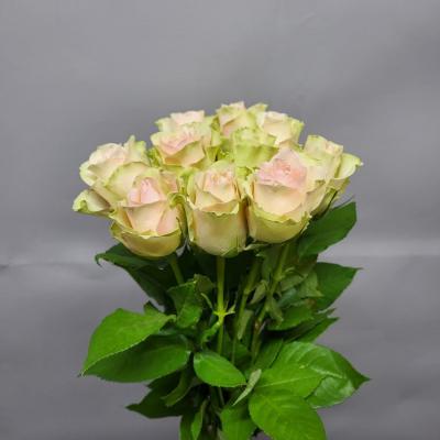 Троянда Лабель 60 см. Кенія (шт, кремовий)