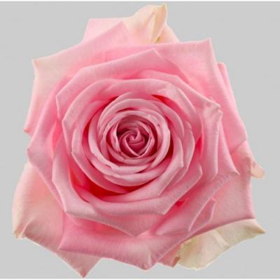 Троянда Гера 50 см. Кенія (шт, рожевий)