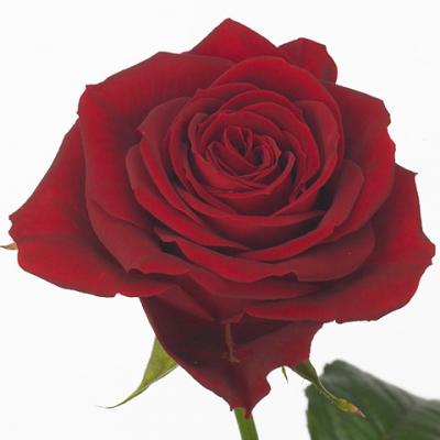 Троянда Фуріоза 40 см. Кенія (шт, червоний)