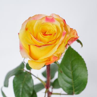 Троянда Ізі фешн 70 см. Кенія (шт, жовтий)