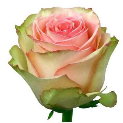 Троянда Есперанс 70 см. Кенія (шт, рожево-зелений)