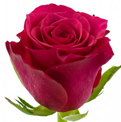 Троянда Такацці 2 сорт 70 см. Кенія (шт, малиновий)