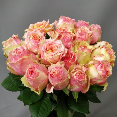 Троянда Фієста 60 см. Тандем (шт, жовто-помаранчева смужка)
