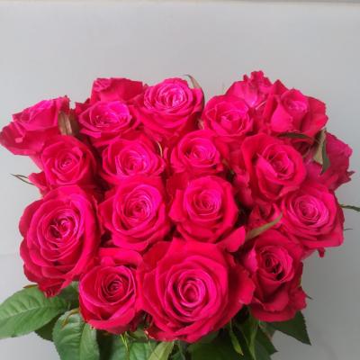 Троянда Шангрі ла 60 см. Тандем (шт, малиновий)