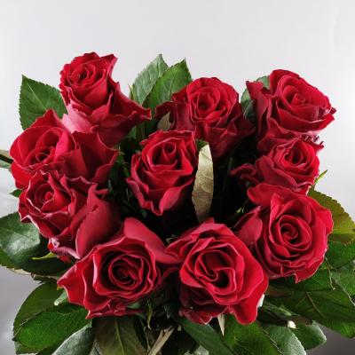Троянда Ред такацці 60 см. Кенія (шт, червоний)