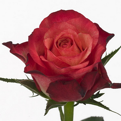 Троянда Дарк вампир 50 см. Кенія (шт, двоколірні)