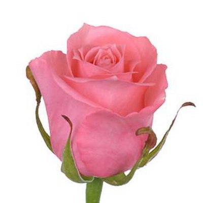 Троянда Каріна 70 см. Тандем (шт, рожевий)