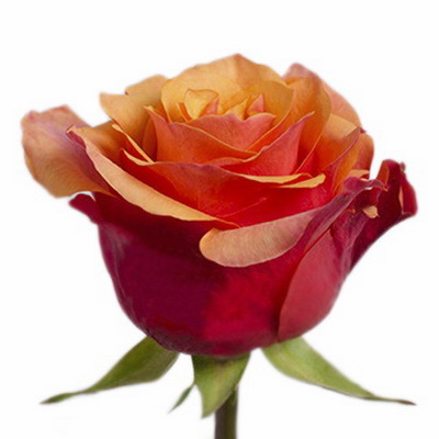 Троянда Еспана 60 см. Тандем  (шт, помаранчевий)